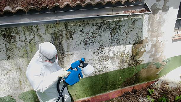 Top rated local Mold Remediation specialists in Damascus, MD